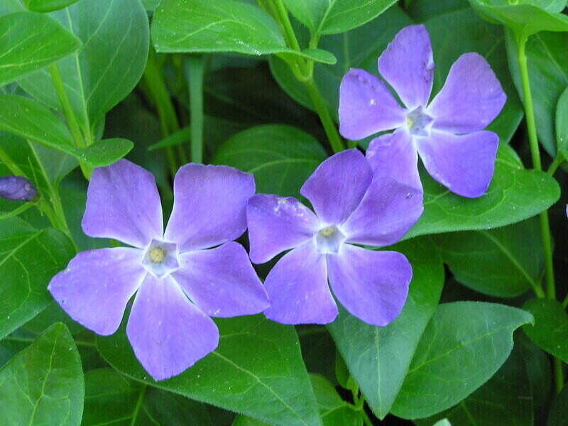 Purple Color Flower with green leaves