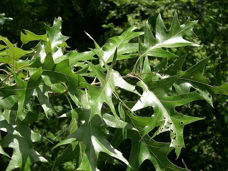 Black Oak (Quercus velutina) leaves