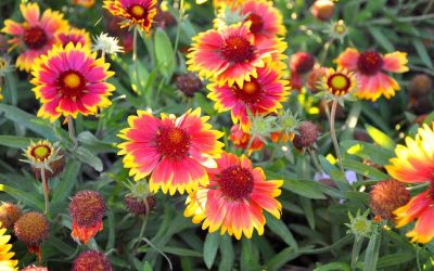 15 Best Native Plants for St. Augustine, FL