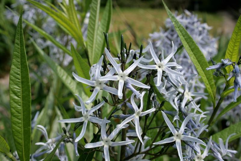 Blue Star plant