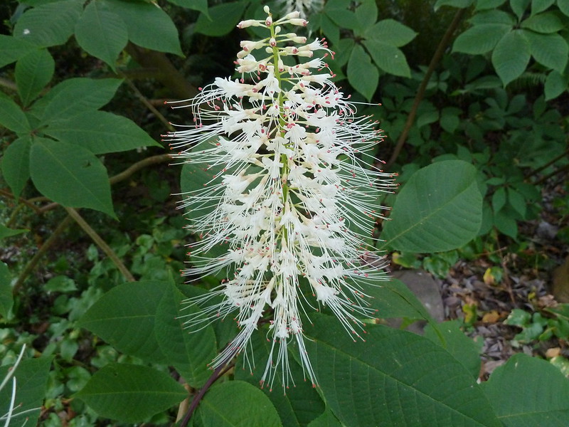 White color tensiles like flower on branch 