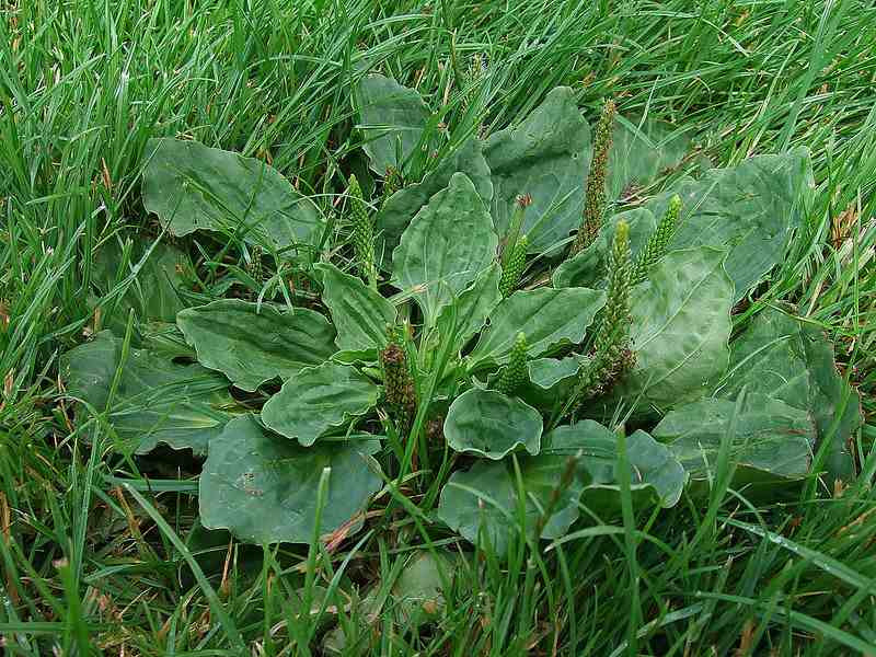 Broadleaf Plantain weed in lawn