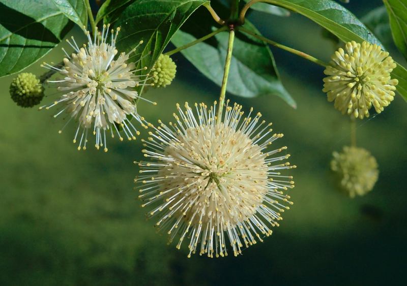 Close-up of the flowers of a Buttonbush plant