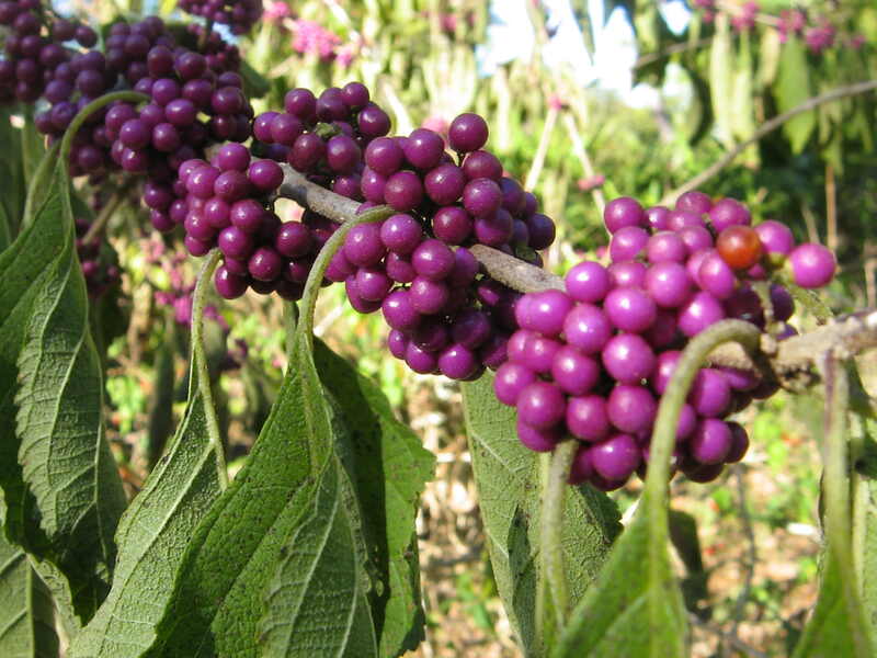 berries on a brown stem