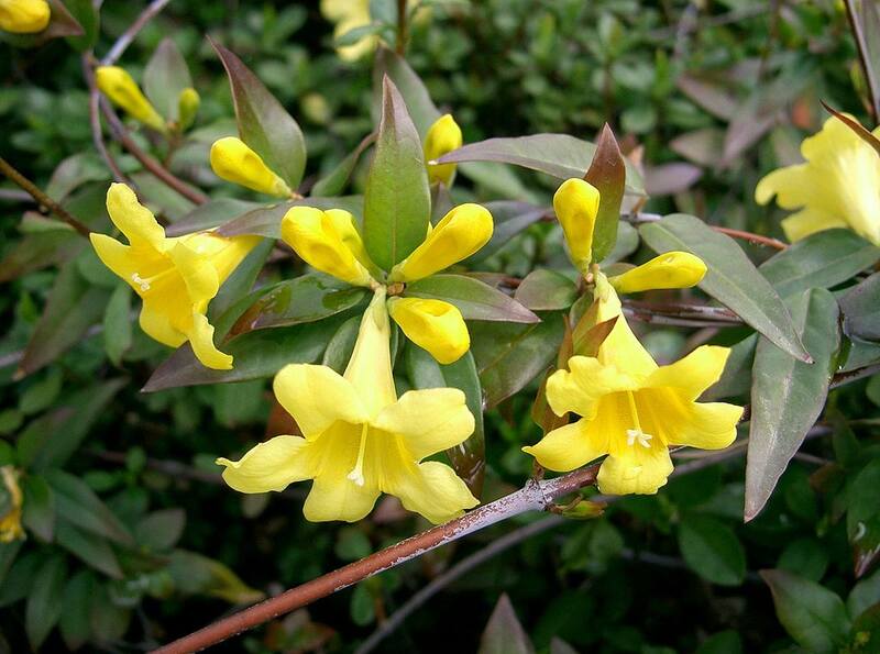 Yellow color carolina jessamine flowers