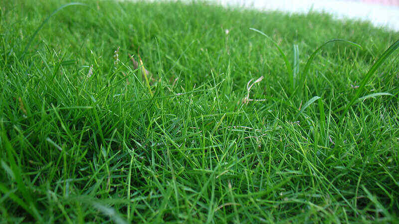 green color carpetgrass