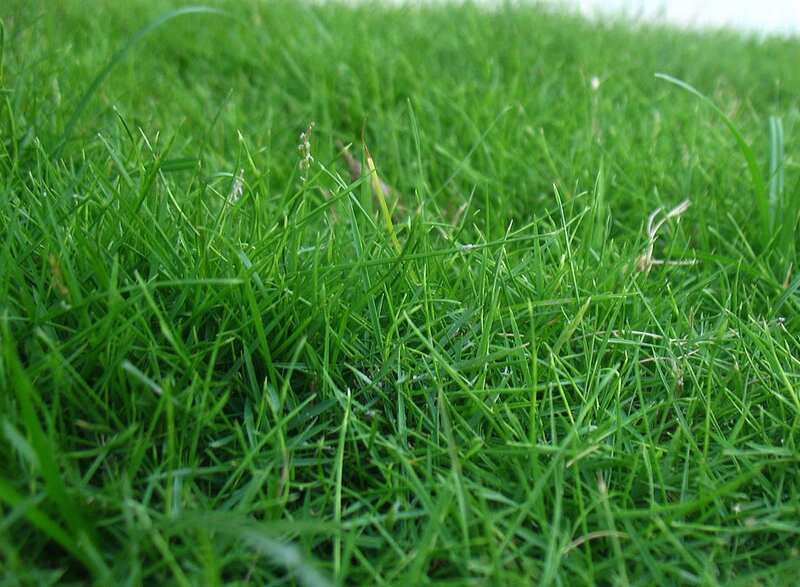 closeup image of carpetgrass