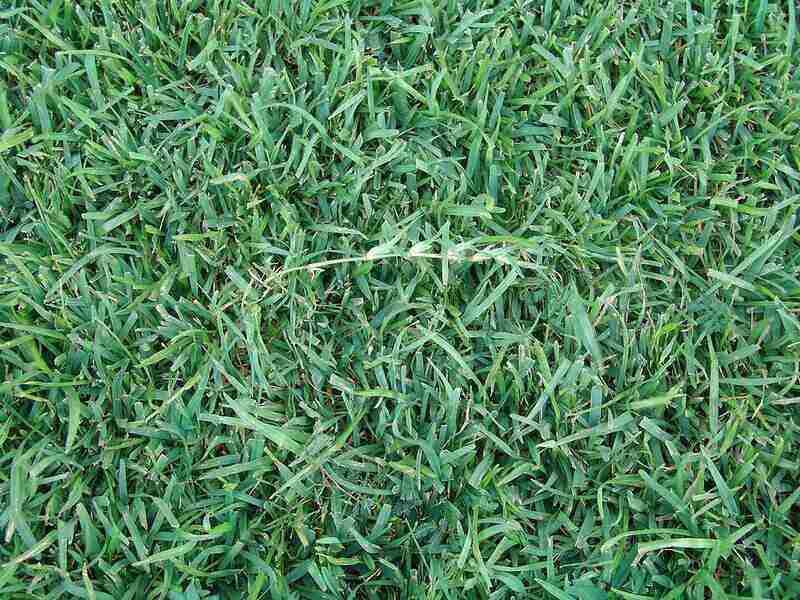 Green Color centipede grass