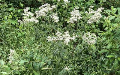 9 Best Native Plants for Grand Rapids, MI
