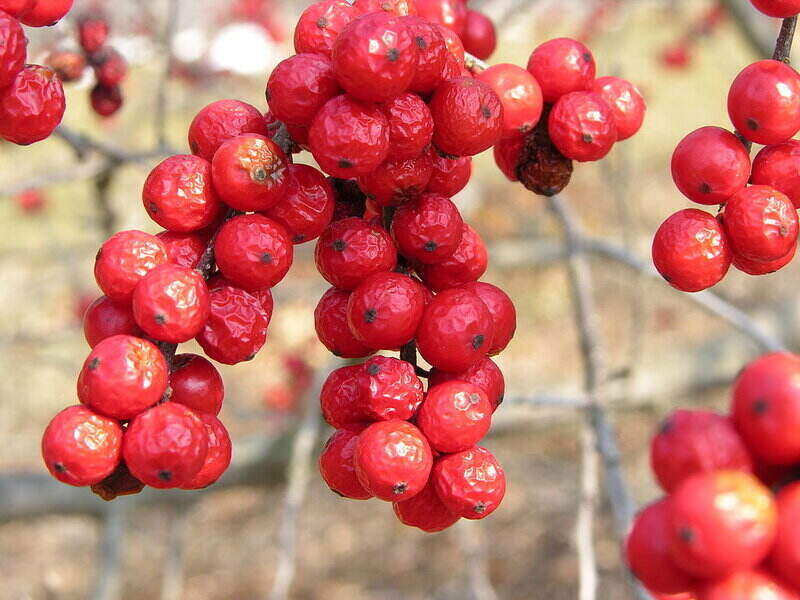 Bunch of Red color berry with tree branch 