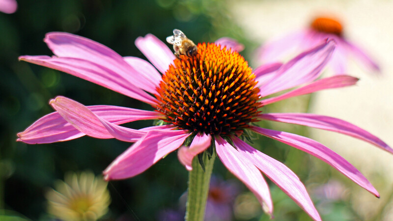 Bee Sitting on Pink Color Flower