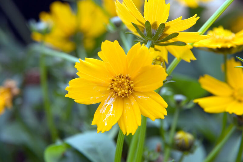 Yellow colored flowers in a lawn