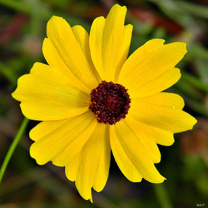 Yellow colored flowers of coreopsis