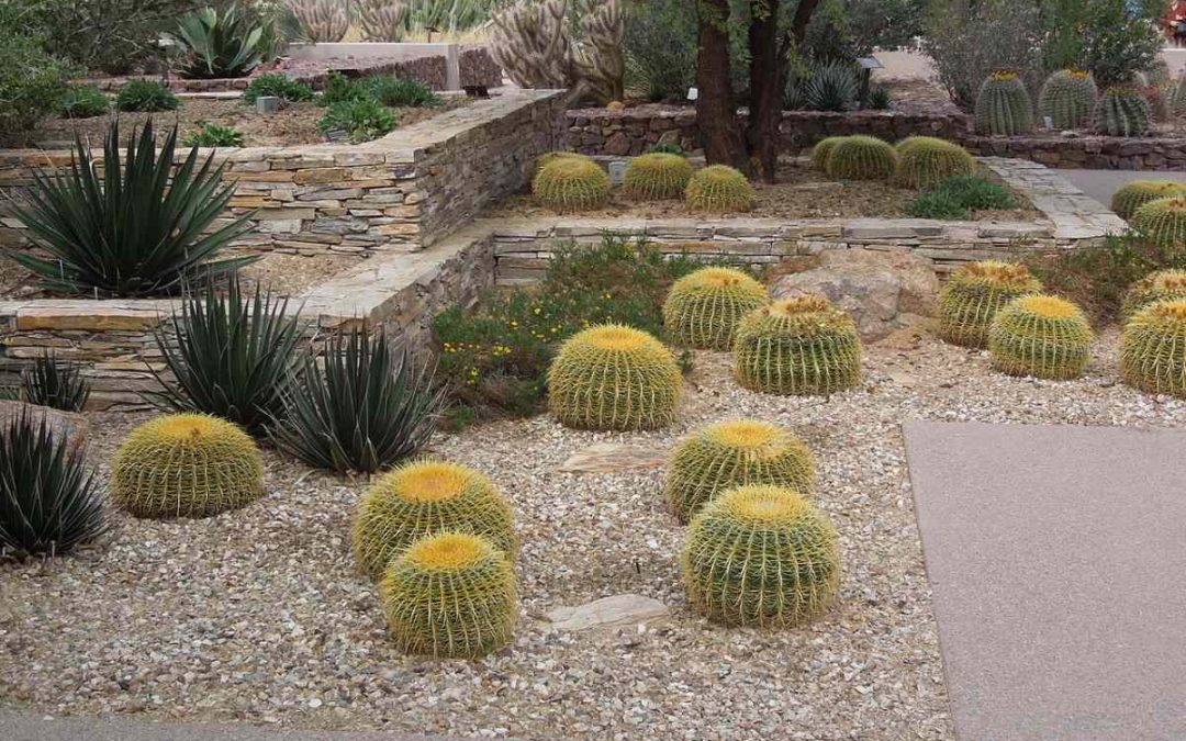 Low-Maintenance Landscaping Tips for Phoenix, Arizona