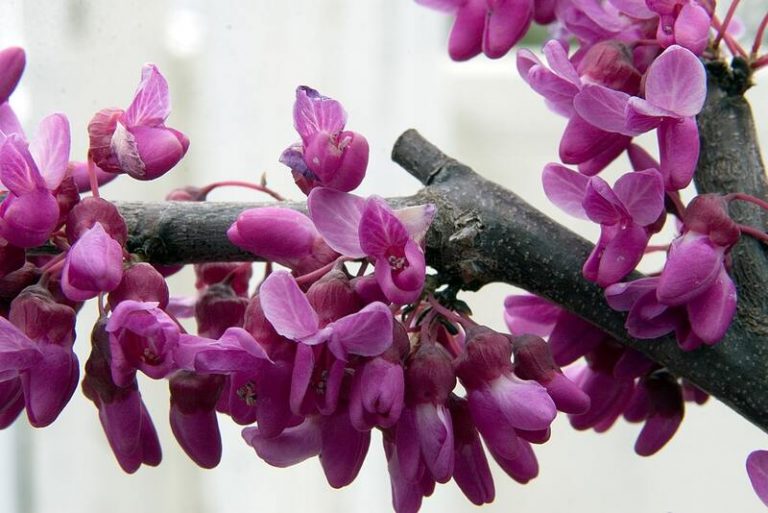 25 Best Native Plants for Charleston, SC Wikilawn