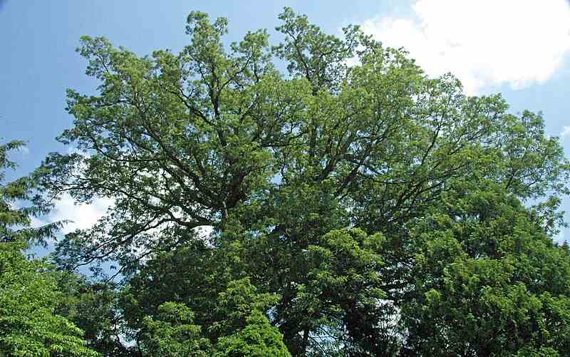 image of eastern white oak tree
