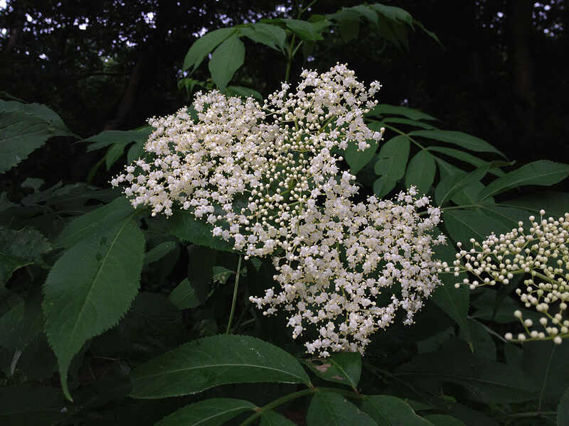 White color berry likr flowers 