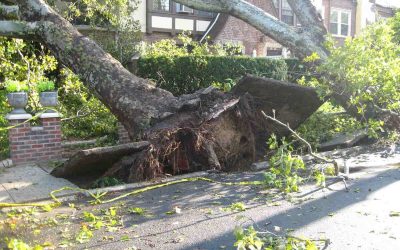 10 Hurricane-Resistant Landscaping Ideas for Charleston, SC