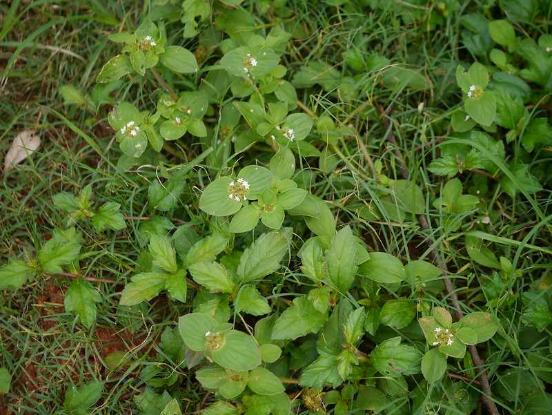 Flordia Pusley weed in lawn