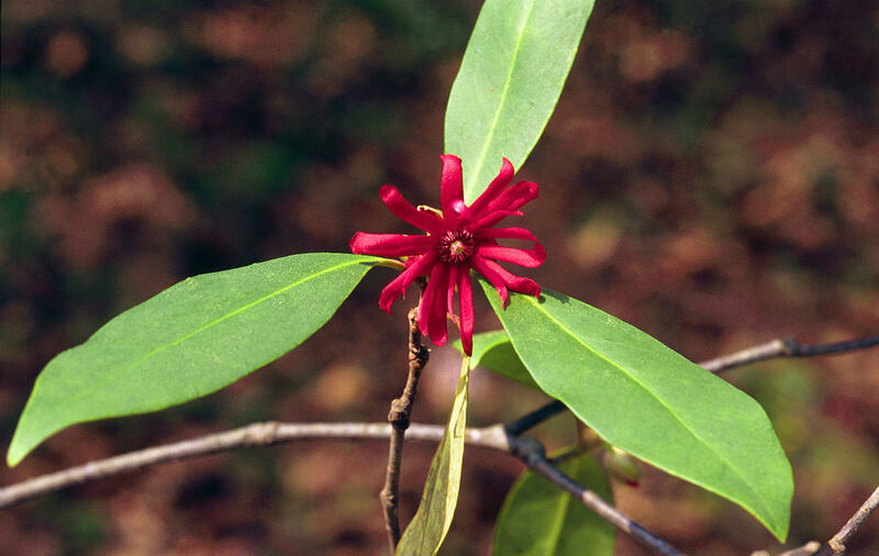 red color flower between three green leaves
