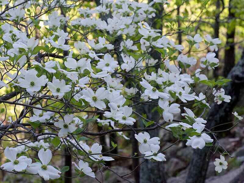 White color flowers on a tree