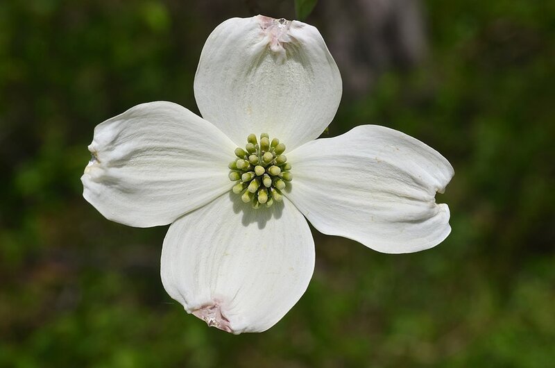 White color flower with some green polens on center