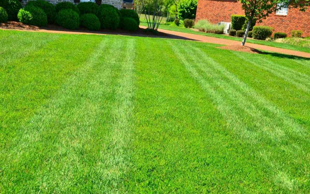 5 Best Grass Types for Your Durham, North Carolina Lawn