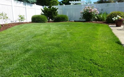 4 Best Grass Types for San Diego, CA