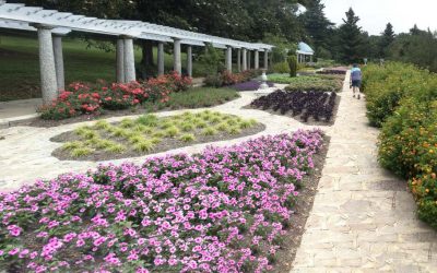 8 Best Native Plants for Virginia´s Capital Region