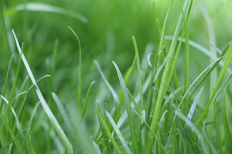 Close up of Kentucky blue grass