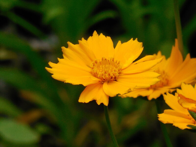 Yellow Color Flower with blur background