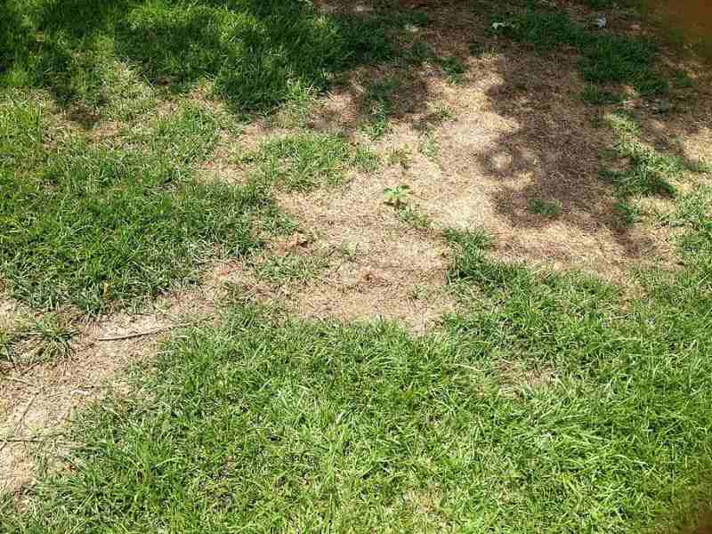 Bare patch/spot on a lawn