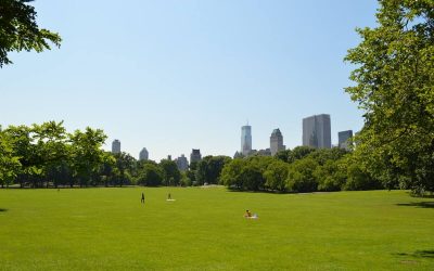 4 Best Grass Types for New York Lawns