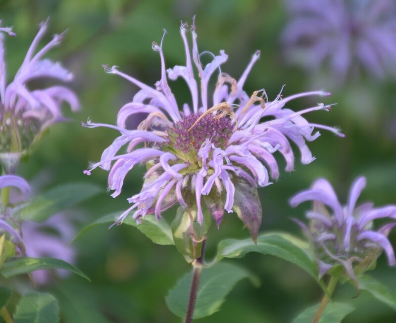 closeup image of purple lemon mint flower