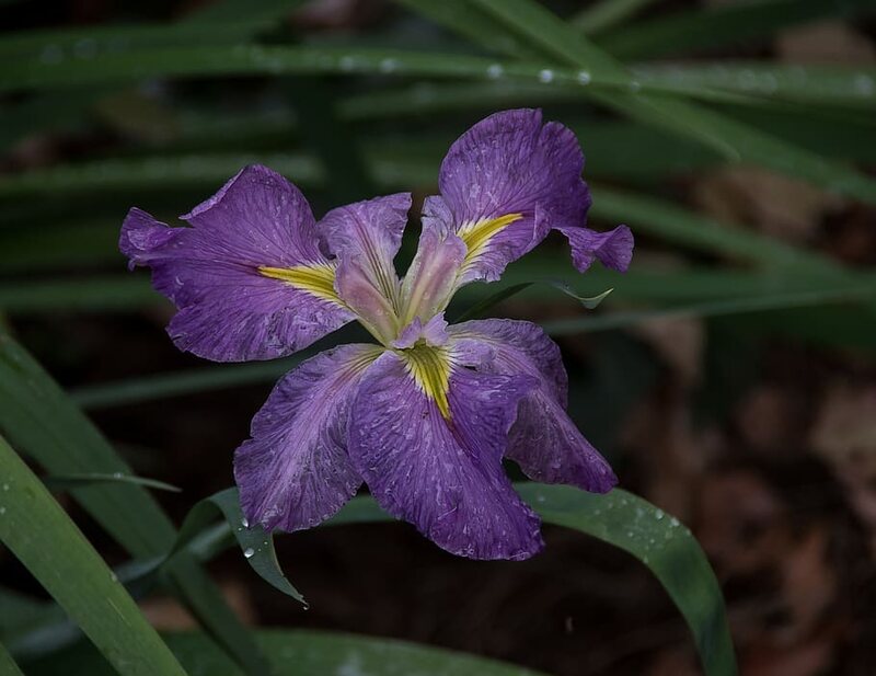 closeup image of Louisiana Iris