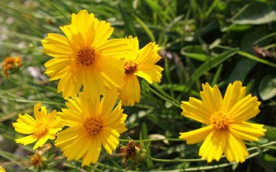 8 Low-Maintenance Landscaping Ideas for Birmingham