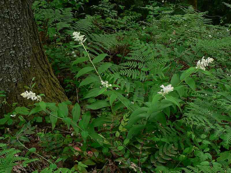 White colored flowers with green leaves of False Solomon's Seal
