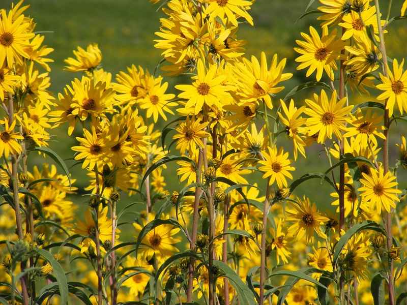 Maximillian Sunflowers