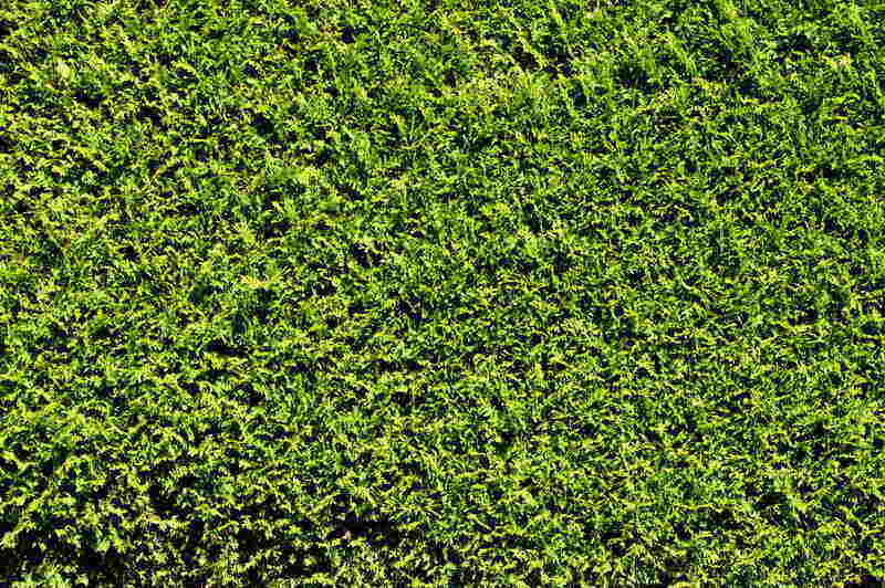 Green Midiron grass