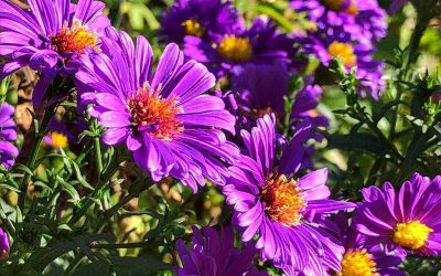 Best Native Plants for Novi, Michigan