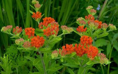 10 Best Native Plants for Southeast Virginia