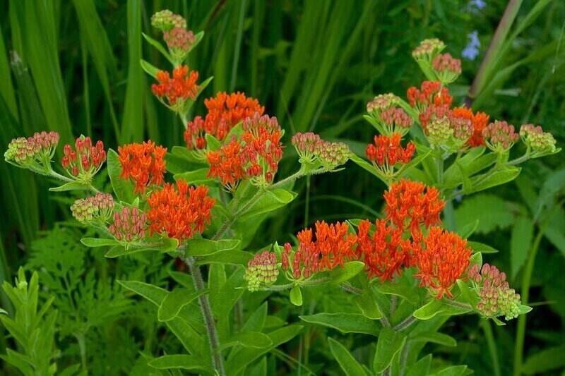 10 Best Native Plants for Southeast Virginia