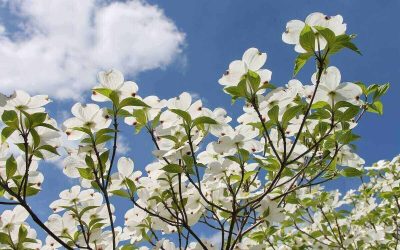8 Best Native Plants for Birmingham