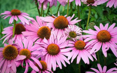 8 Best Native Plants for Tulsa, OK