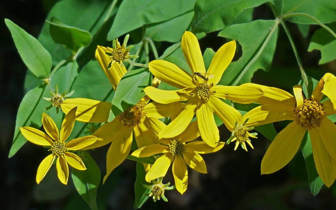 12 Best Native Plants for Knoxville, TN