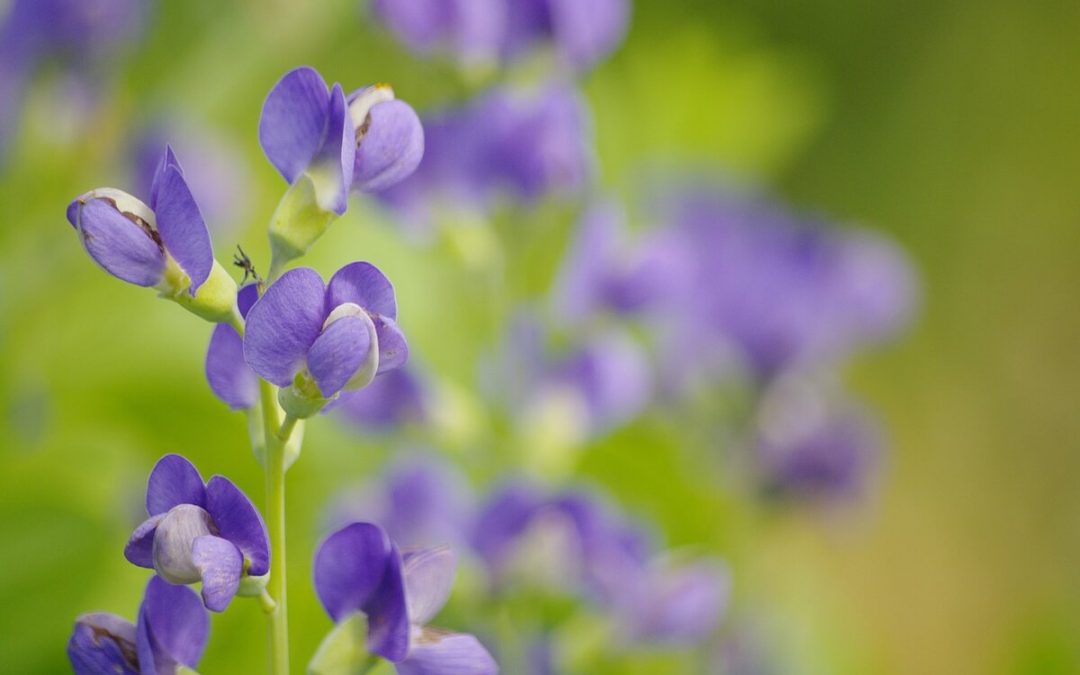 25 Best Native Plants for Charleston, SC