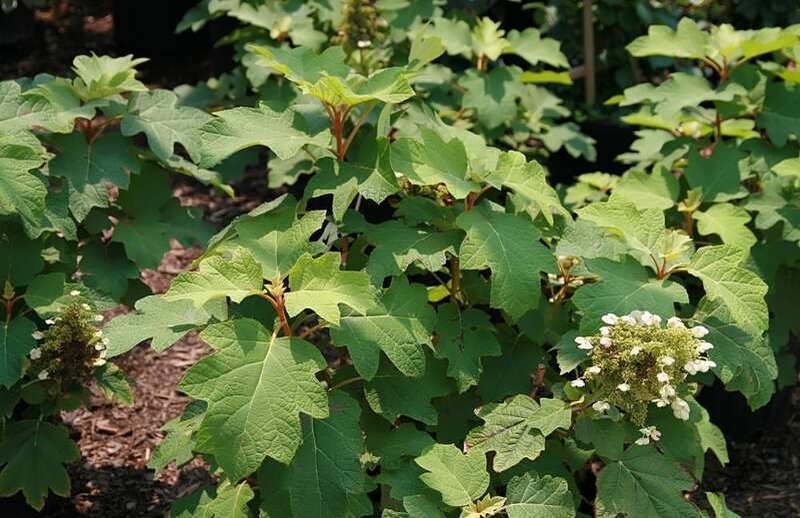 Green oakleaf with some white flowers