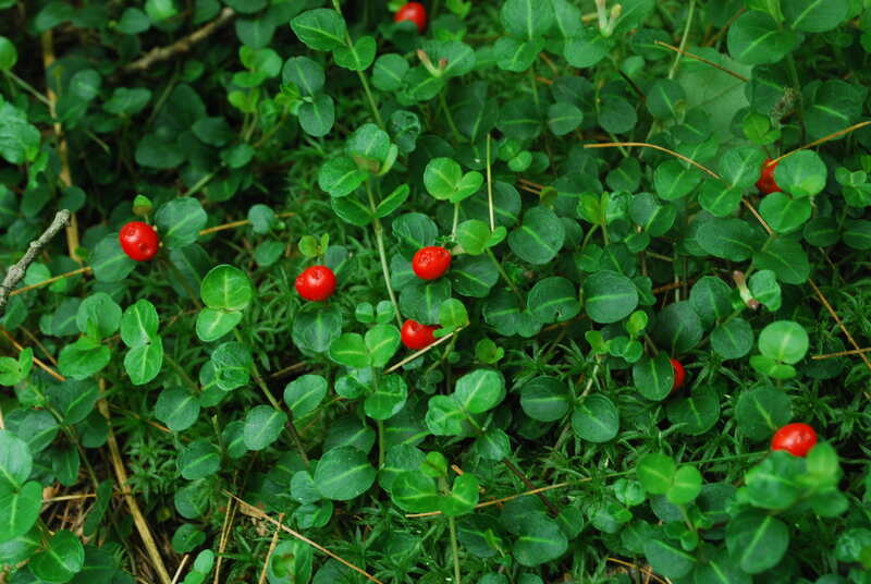 image of red patridge berry on a plant
