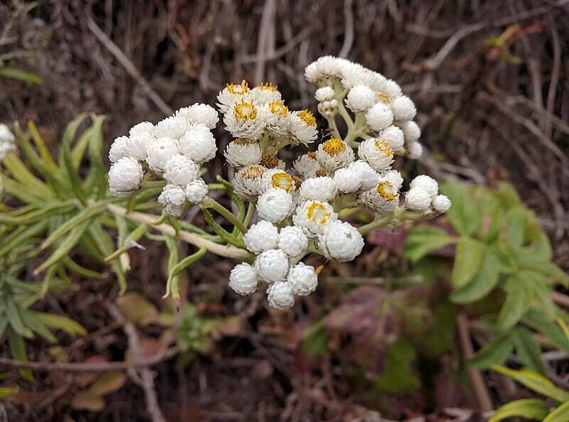 closeup image of Pearly Everlasting