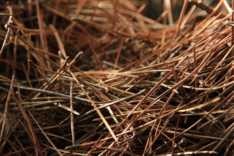 Brown Color Pine Straw